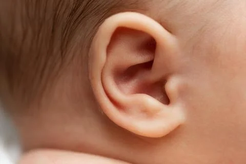 Baby's ear close up macro 写真素材