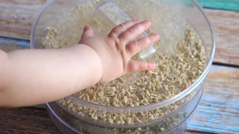 A baby's hand opens a container with sprouted buckwheat. Vidéo 137577323