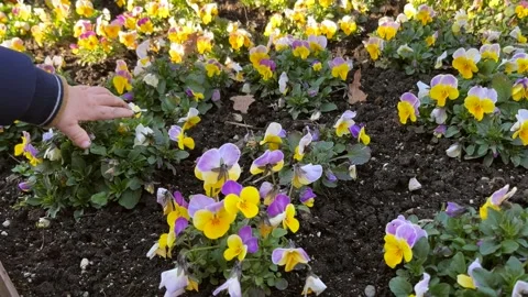 A baby's hand touches freshly planted flowers in the garden Stock Footage 304736070