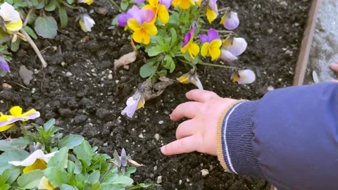 A baby's hand touches freshly planted flowers in the garden Stock Footage 304736071
