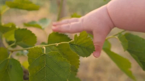 Baby's hand touching green leaf. Curiosity concept Stock-Footage 101783648