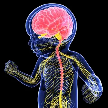 Baby's nervous system, artwork Stock Illustration