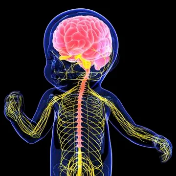 Baby's nervous system, artwork Stock Illustration