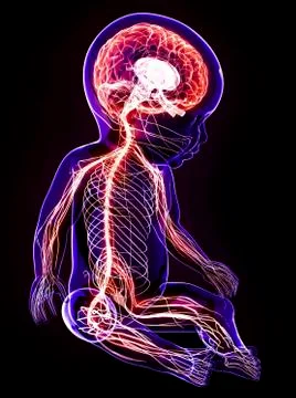 Baby's nervous system, artwork Stock Illustration