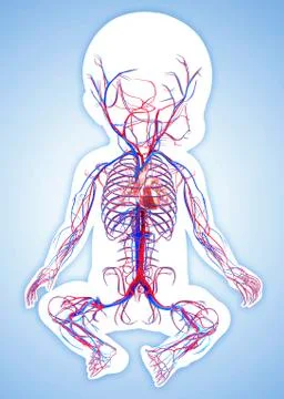 Baby's vascular system, artwork Stock Illustration