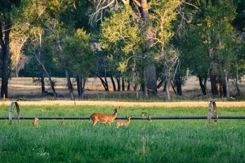 Babysitter Foto stock
