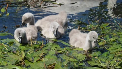 Babyswans2 Stock Footage 200919077