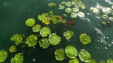Bacalar Lagoon panoramic view Video stock 229737838