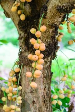 Baccaurea ramiflora fruit. Stock Photos
