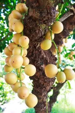 Baccaurea ramiflora Stock Photos