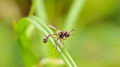 Baccha elongata Stock Footage 232381261