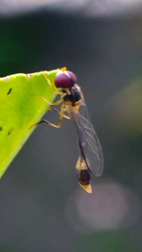 Baccha Elongata Hoverfly Stock Footage 300933791