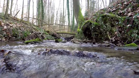 Bach6 Stock Footage 132142627