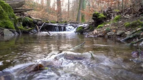 Bach7-slow-left Stock Footage 132142831