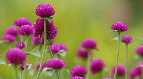 Bachalor's Button flowers shaking with wind Stock Footage 65126708