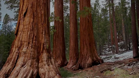 Bachelor and Three Graces sequoias Mariposa Grove Yosemite Video stock 347985432
