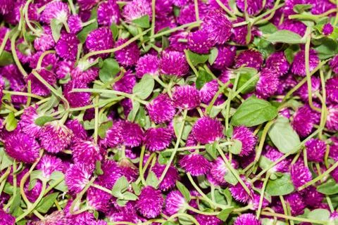 Bachelor button flowers Stock Photos