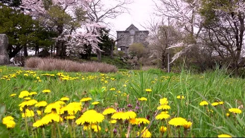 Bachelor Couple Memorial Hall, Cherry Blossoms, and Dandelions 库存影片 332368648
