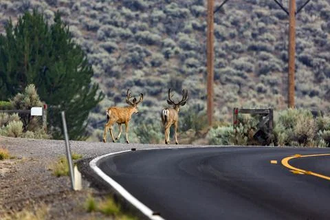 Bachelor herd of deer walking down the side of a paved road in Nevada Stock Photos