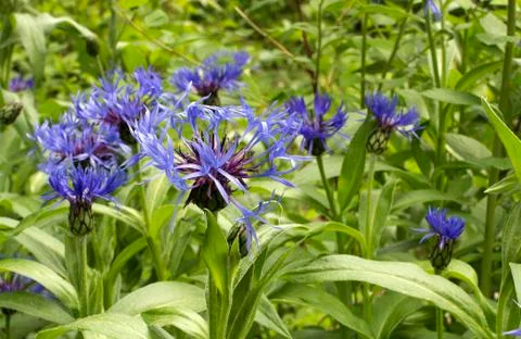 Bachelor's Button Stockfoto's