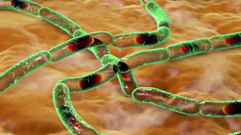 Bacillus anthracis on surface 2anim Stock Footage 141256877