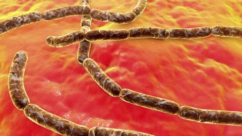 Bacillus anthracis on surface 3anim Stock Footage 141256380