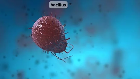 Bacillus bacteria 3D animation Stock Footage 305164468