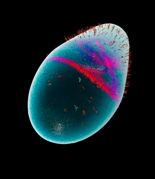 Bacillus bacteria, artwork Stock Illustration