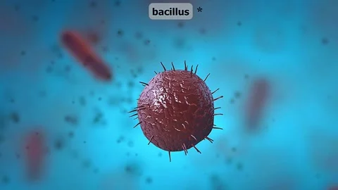 Bacillus Bacteria.. Stockbeeldmateriaal 305164368