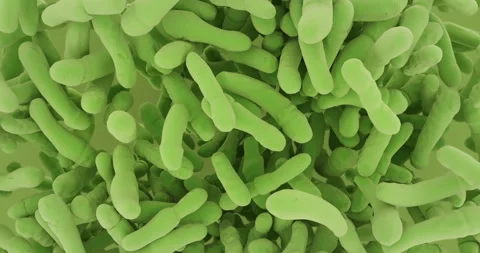 Bacillus, Bacterias flow animation. Video stock 251588509
