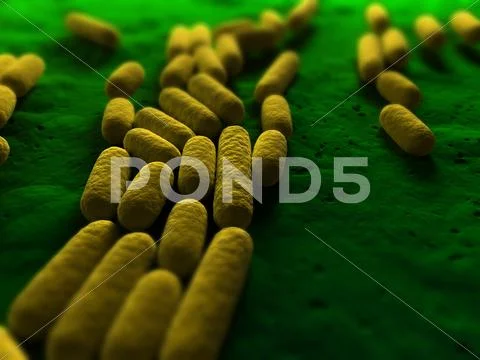 Bacillus subtilis bacteria, artwork Stock Illustration