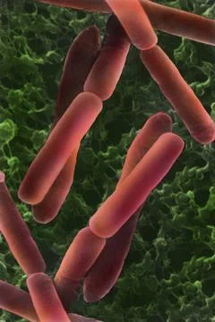  Bacillus subtilis SEM: scanning electron microscope. Copyright: xSTx/xIMA... Stock Photos
