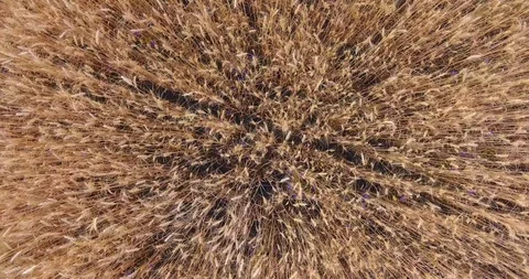 Back aerial camera motion up over golden field of wheat with traces of combine Stock Footage 91418884