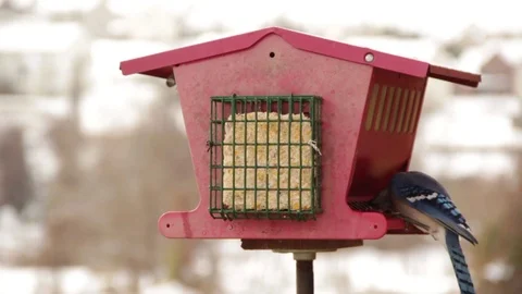 Back again for a little snack Stock Footage 91375815