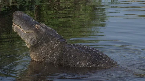 Back of alligator bellowing in a territorial display in Orlando Florida Stock Footage 128754404