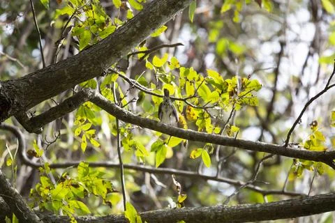 Back of an American Robin Stock Photos