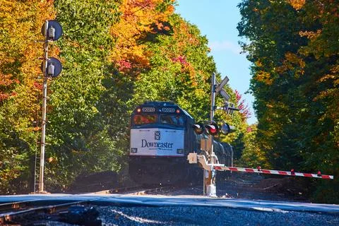 Back of Amtrak train going over road and through fall forest 스톡 사진