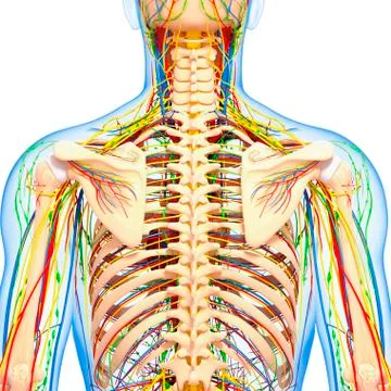 Back anatomy; artwork イラスト素材