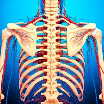 Back anatomy; artwork 스톡 일러스트