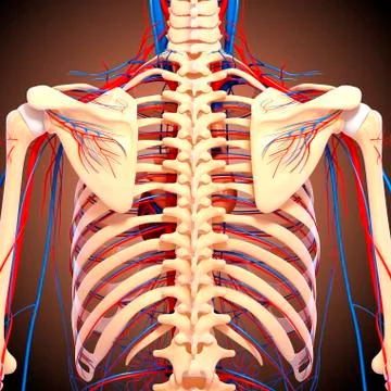 Back anatomy; artwork イラスト素材