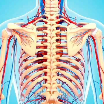 Back anatomy; artwork 스톡 일러스트