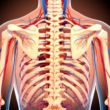 Back anatomy; artwork イラスト素材