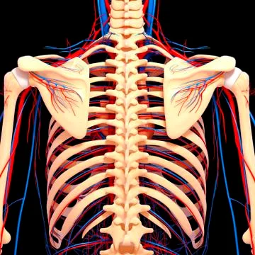 Back anatomy; artwork 스톡 일러스트