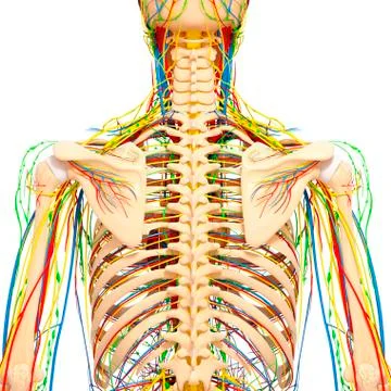 Back anatomy; artwork イラスト素材