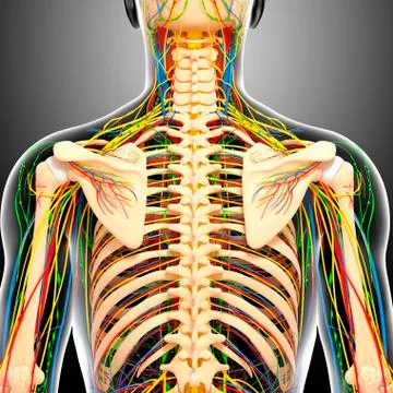 Back anatomy; artwork 스톡 일러스트