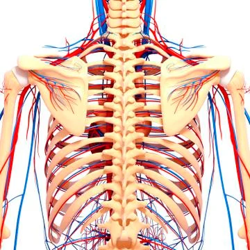 Back anatomy; artwork イラスト素材