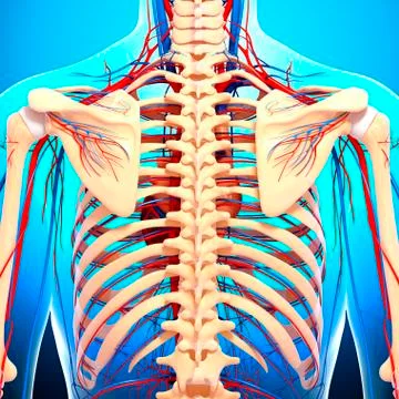 Back anatomy; artwork イラスト素材