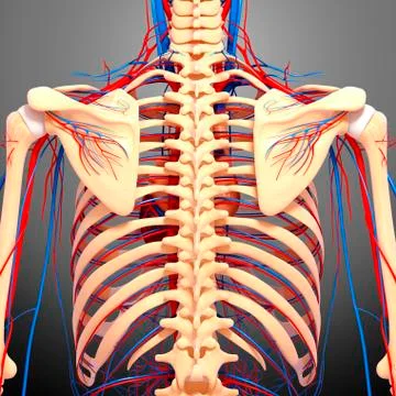 Back anatomy; artwork イラスト素材