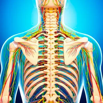 Back anatomy; artwork イラスト素材