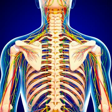 Back anatomy; artwork イラスト素材